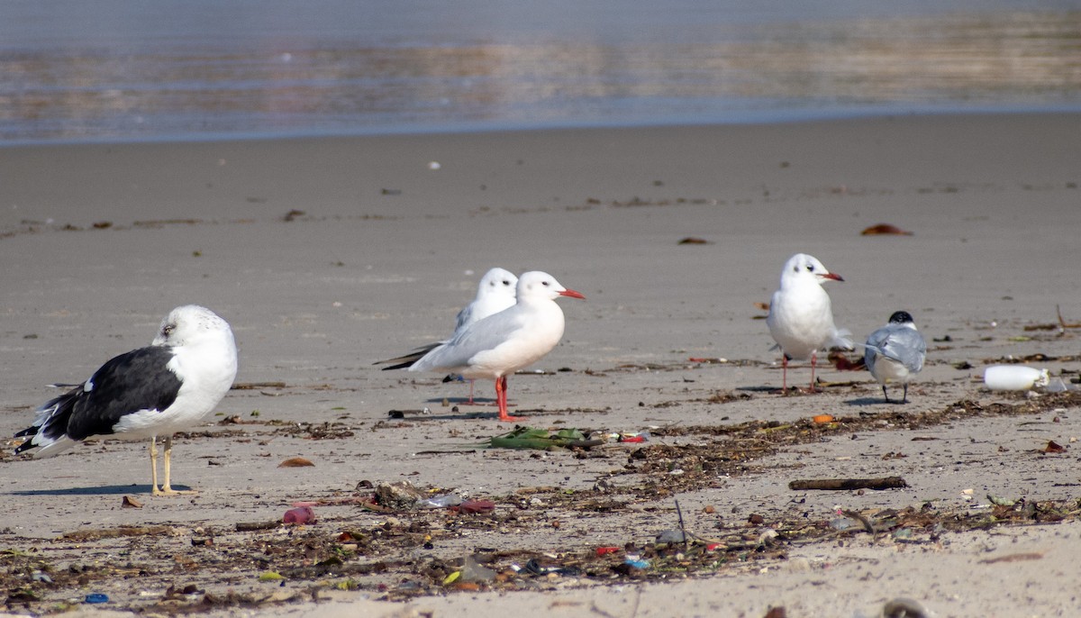 Slender-billed Gull - ML647087315