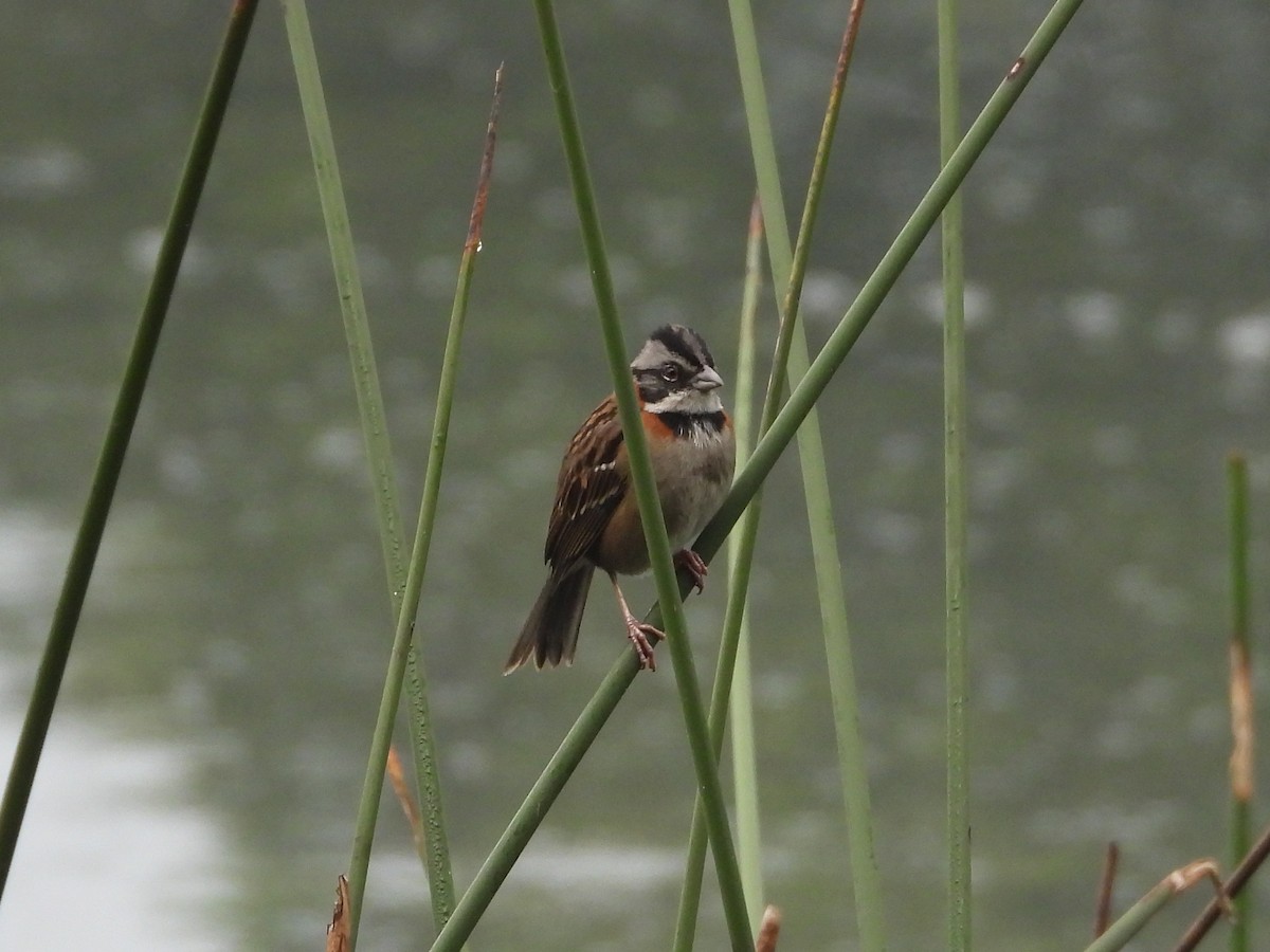 Rufous-collared Sparrow - ML647087316