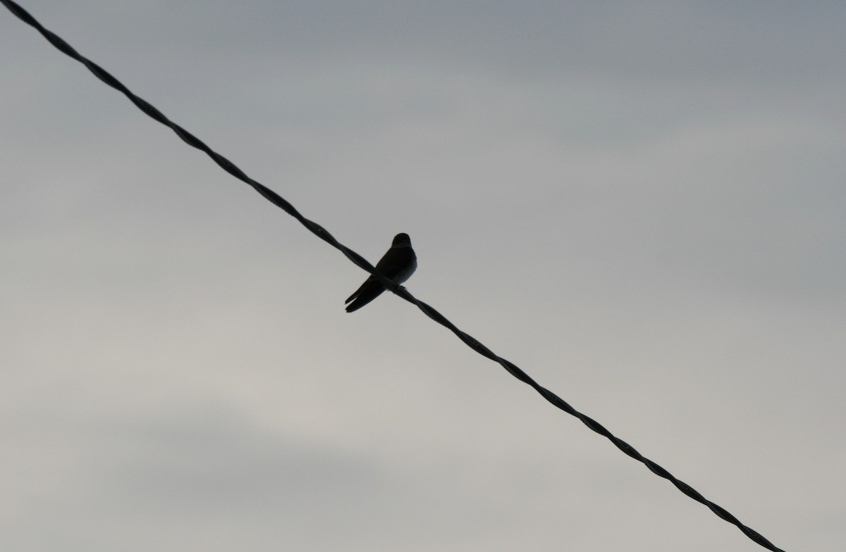 Northern Rough-winged Swallow - ML647087317