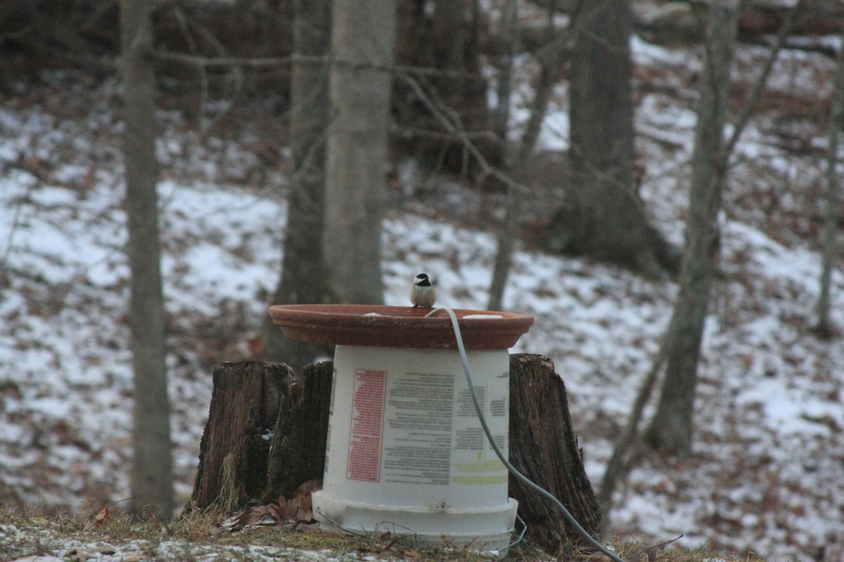 カロライナコガラ - ML647087318