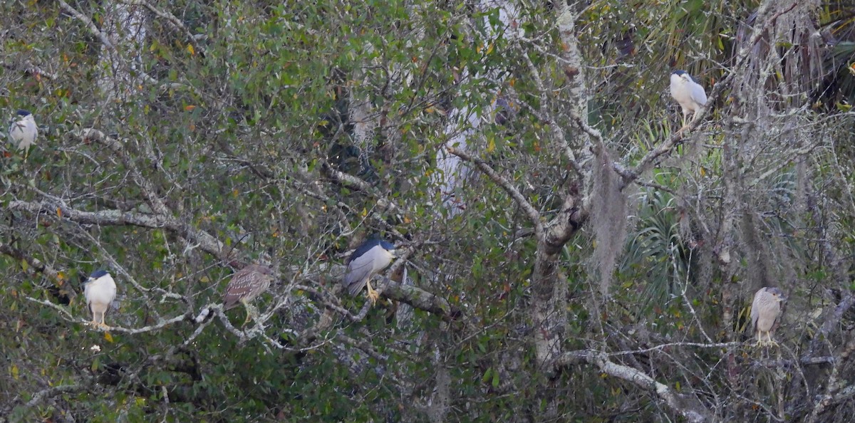 Black-crowned Night Heron - ML647087319