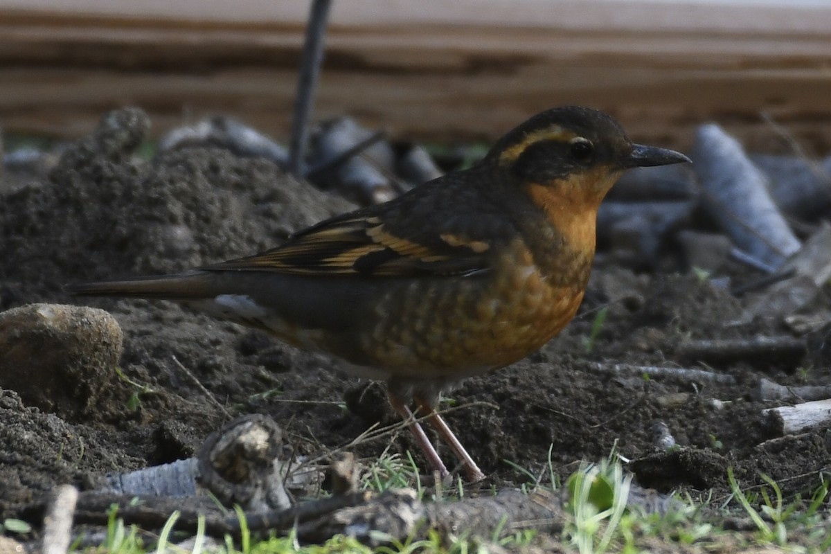 Varied Thrush - ML647087321