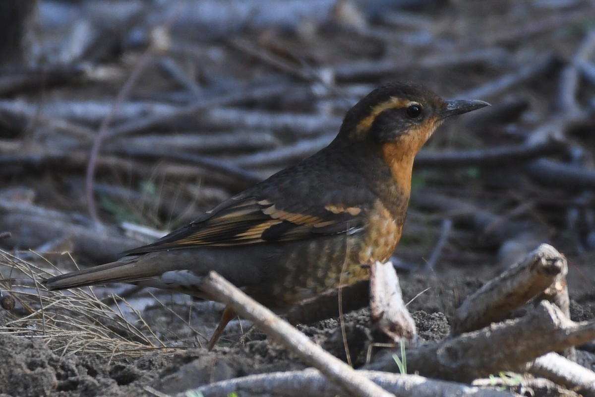 Varied Thrush - ML647087322