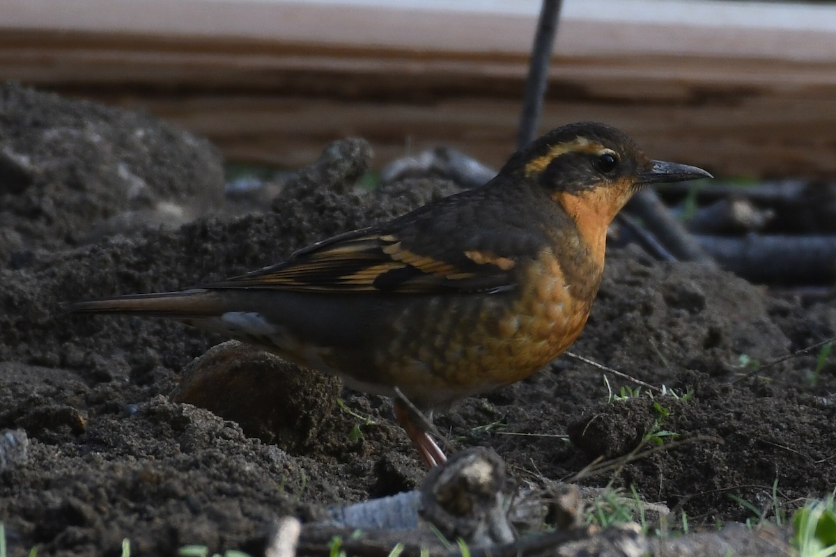 Varied Thrush - ML647087323