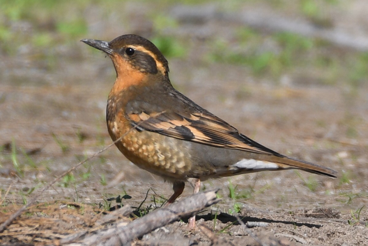 Varied Thrush - ML647087324