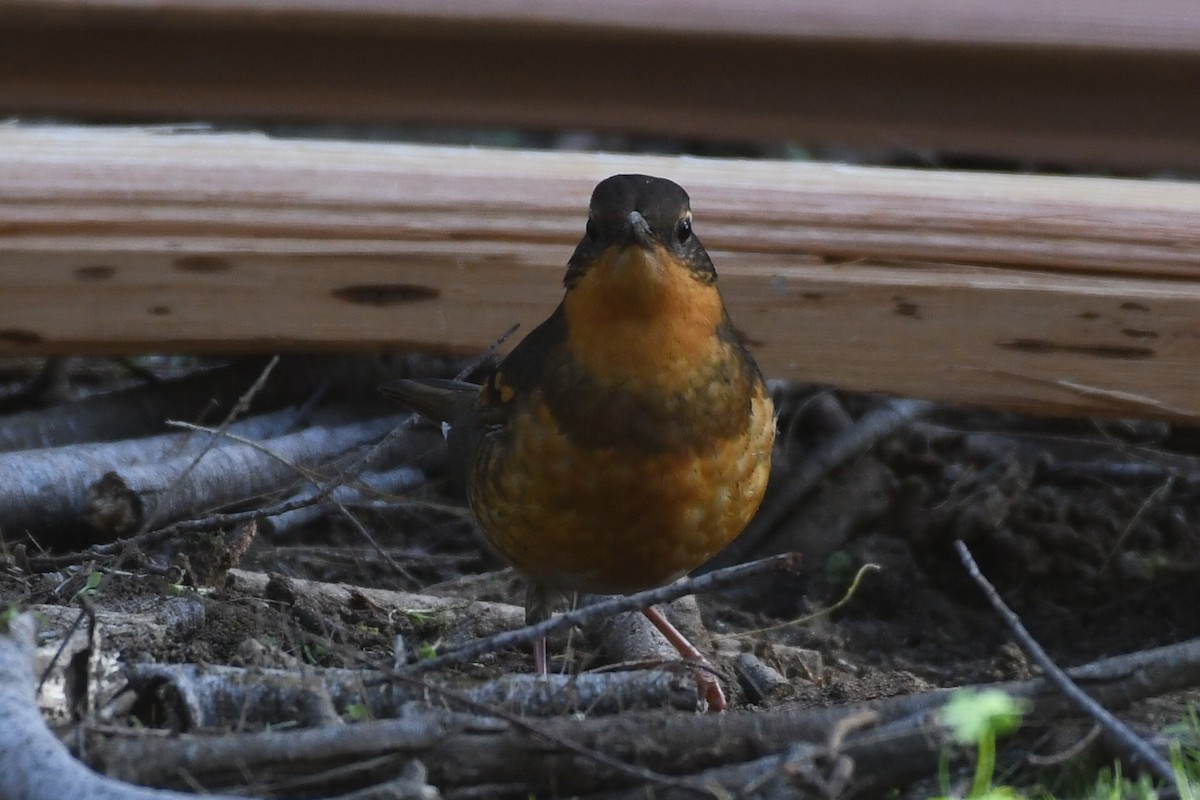 Varied Thrush - ML647087325