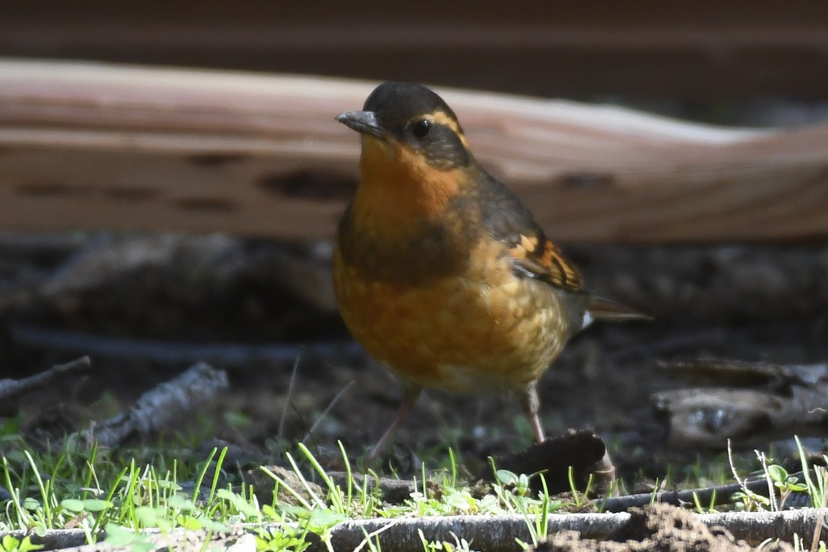 Varied Thrush - ML647087326