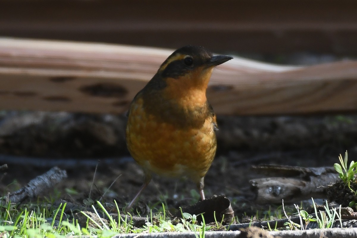 Varied Thrush - ML647087328
