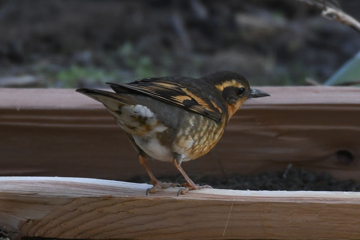 Varied Thrush - ML647087329