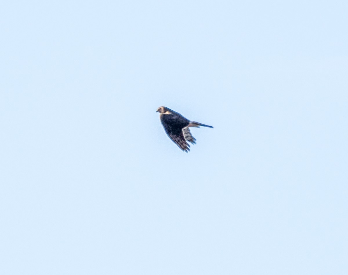 Northern Harrier - ML647087331