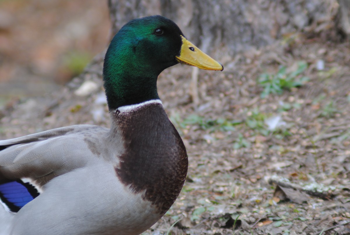 Mallard (Domestic type) - ML647087332