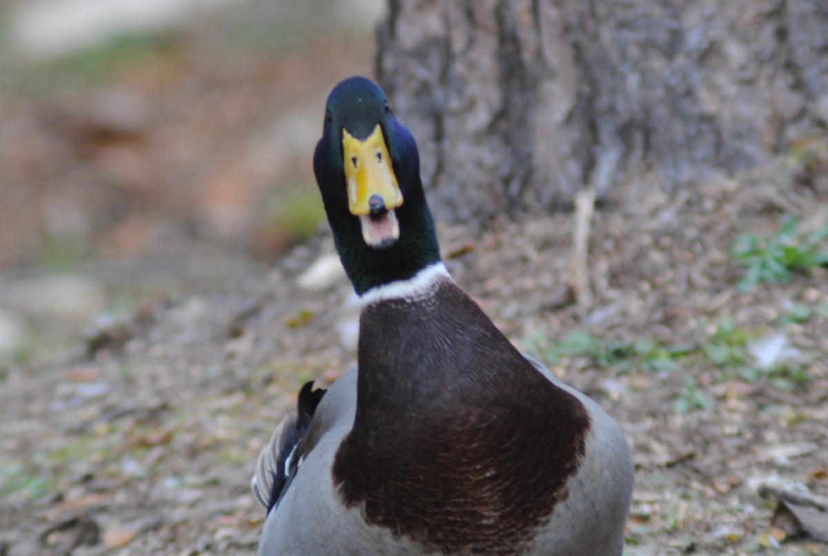 Mallard (Domestic type) - ML647087333