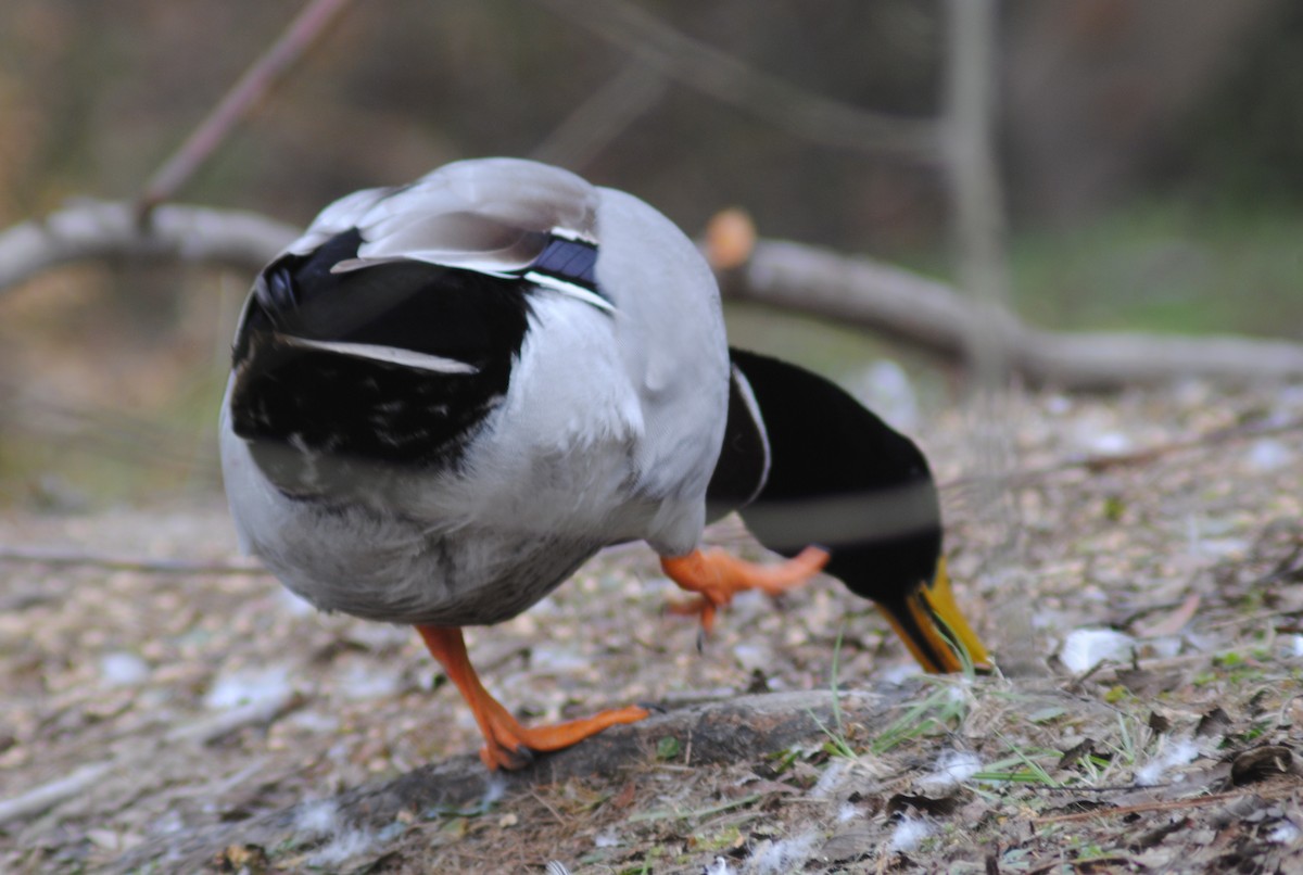 Mallard (Domestic type) - ML647087334