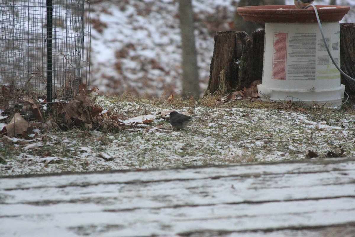 ユキヒメドリ - ML647087335