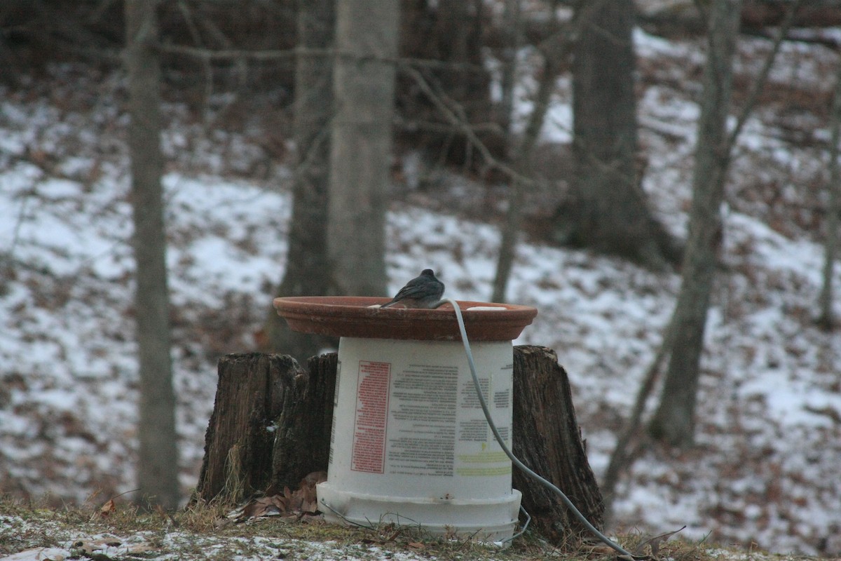 ユキヒメドリ - ML647087336