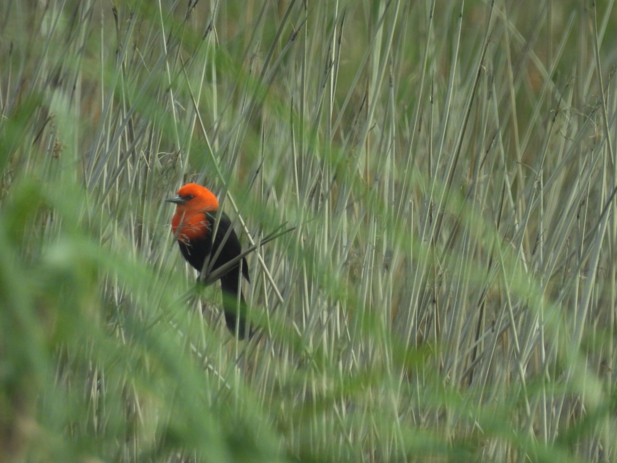 Scarlet-headed Blackbird - ML647087337