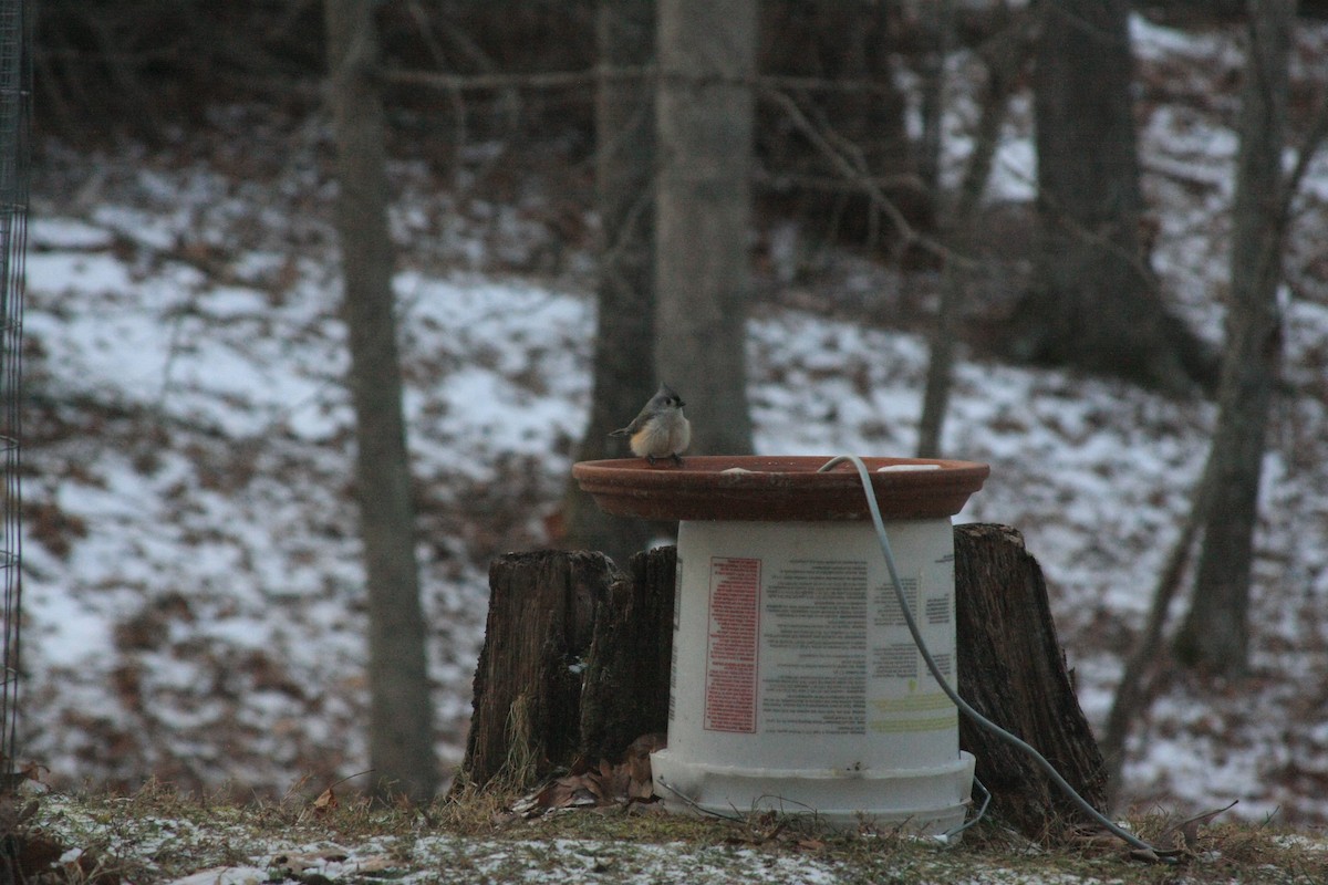 エボシガラ - ML647087338