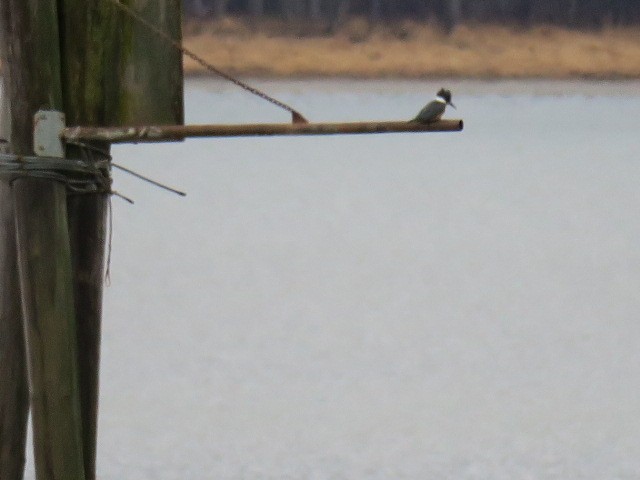 Belted Kingfisher - ML647087339