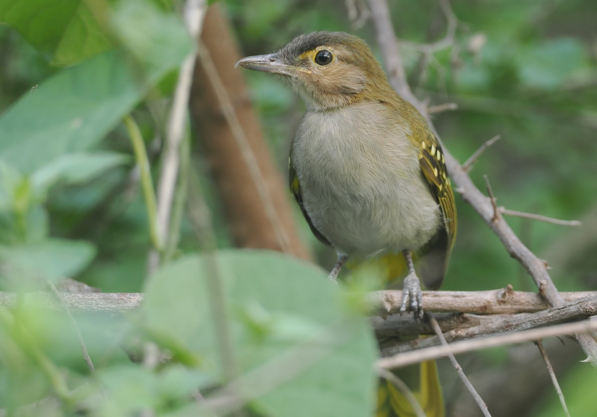 Braunkopf-Tropfenvogel - ML647087340