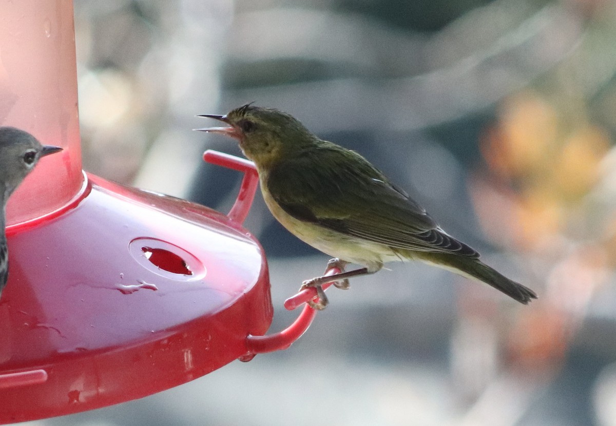 Червоїд світлобровий - ML647087341