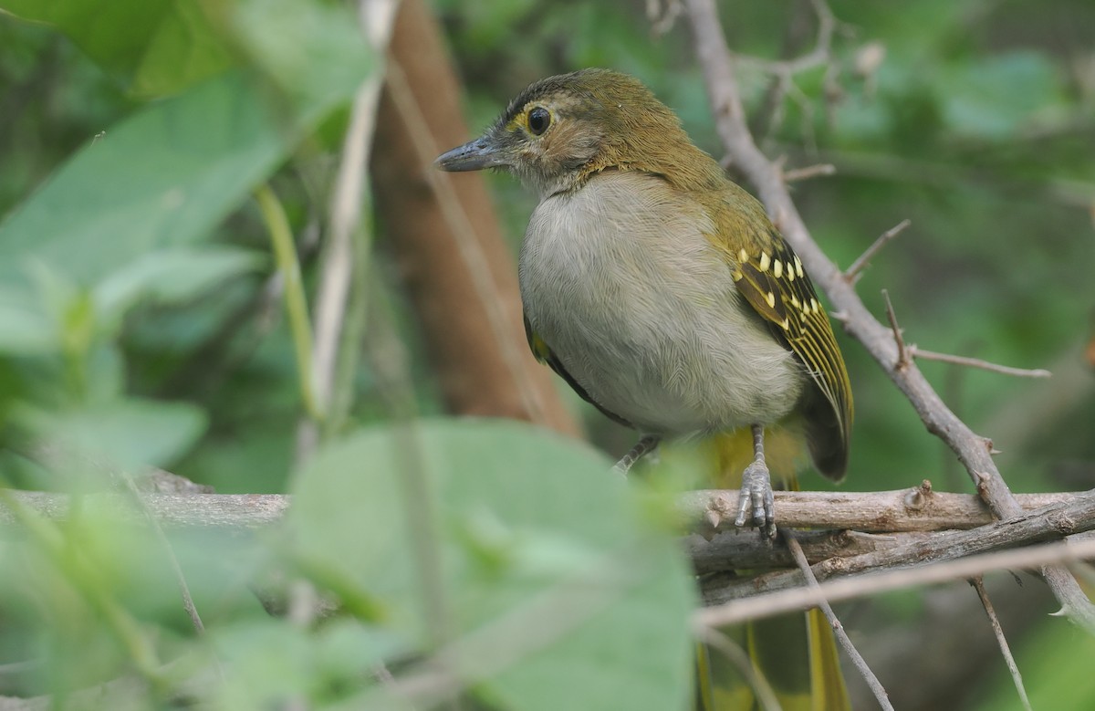 Braunkopf-Tropfenvogel - ML647087342