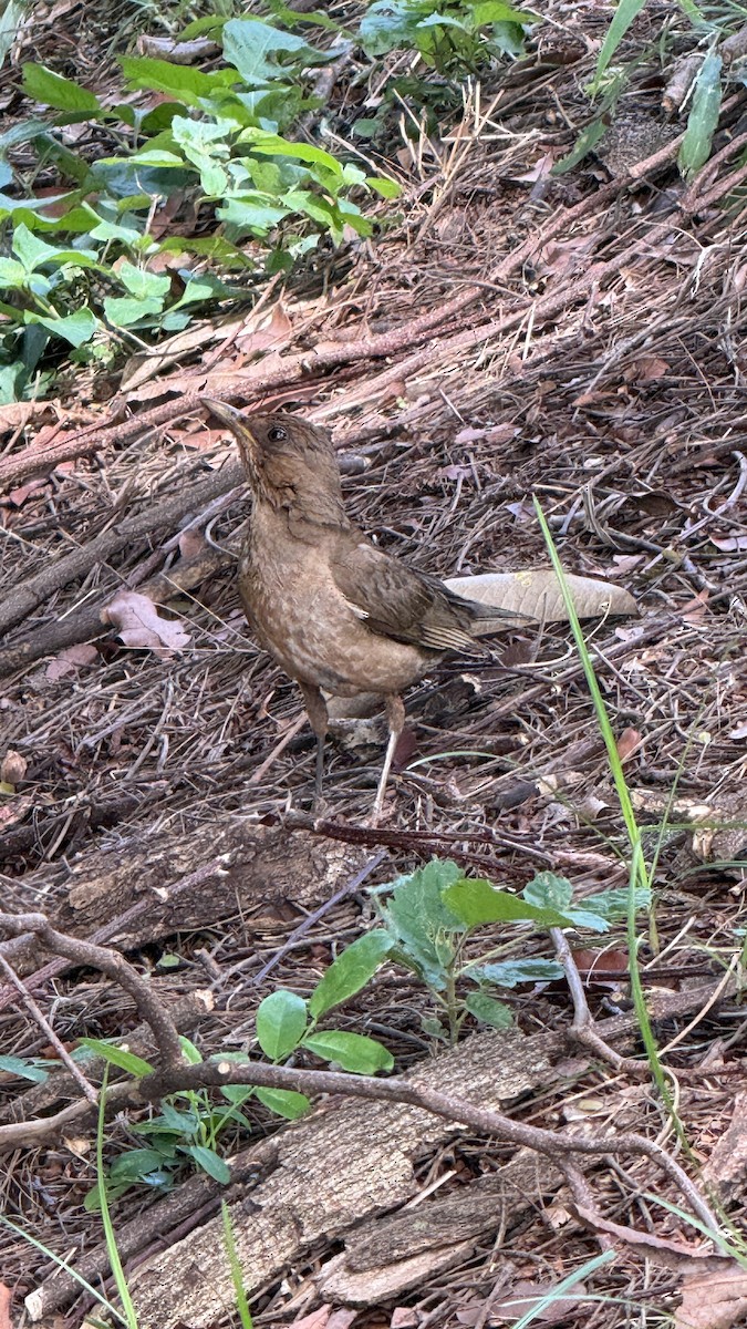 Zorzal Sabiá - ML647087347