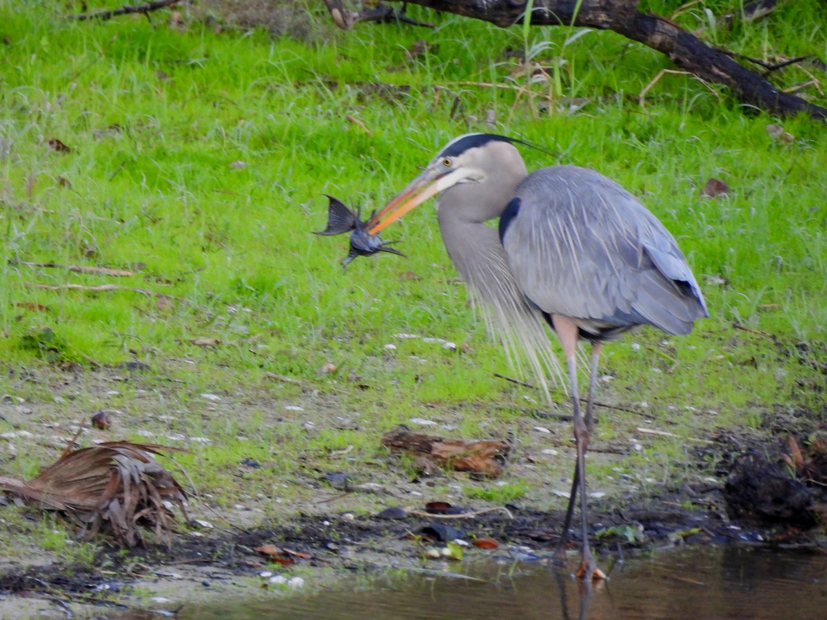 Great Blue Heron - ML647087349