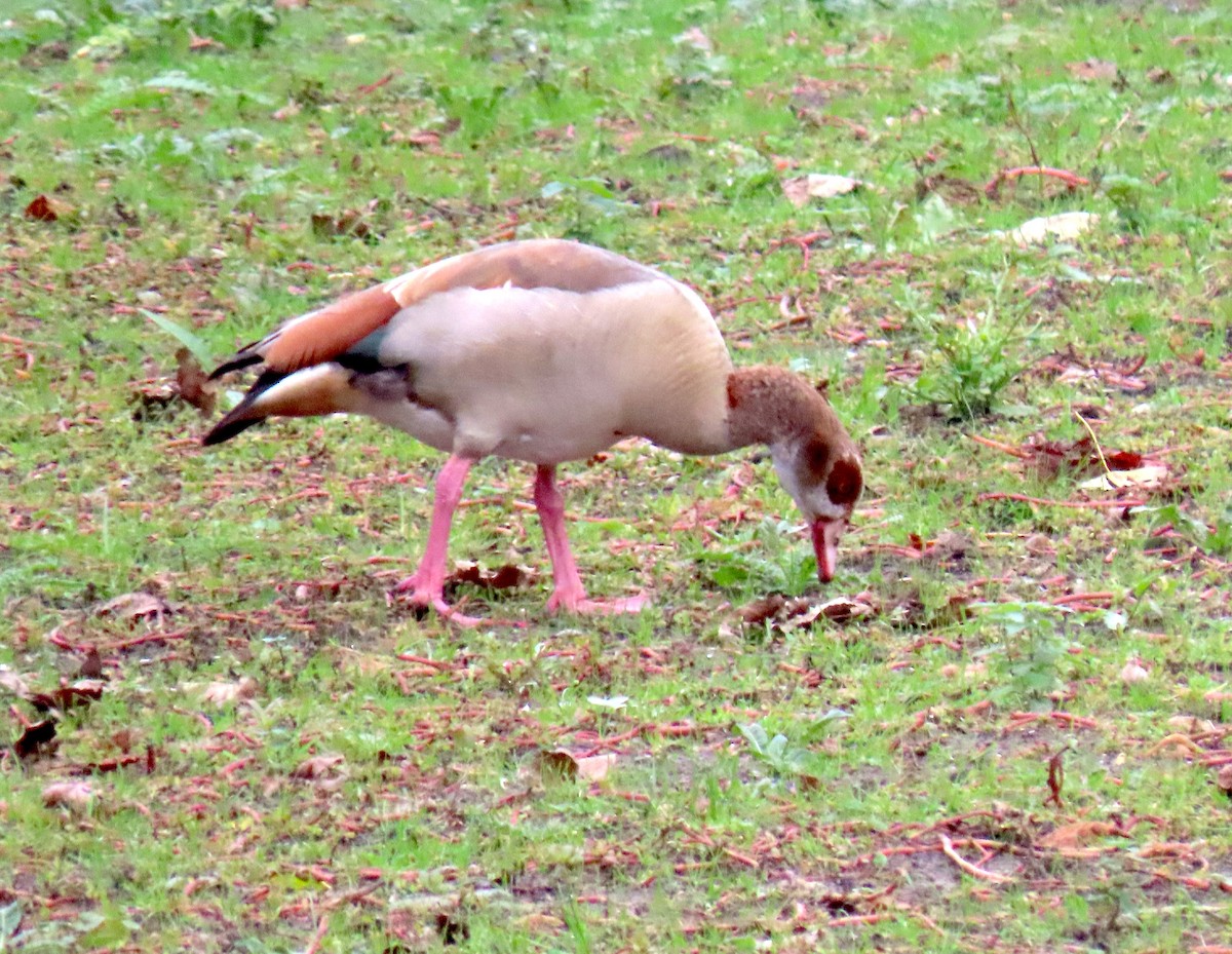 Egyptian Goose - ML647087350
