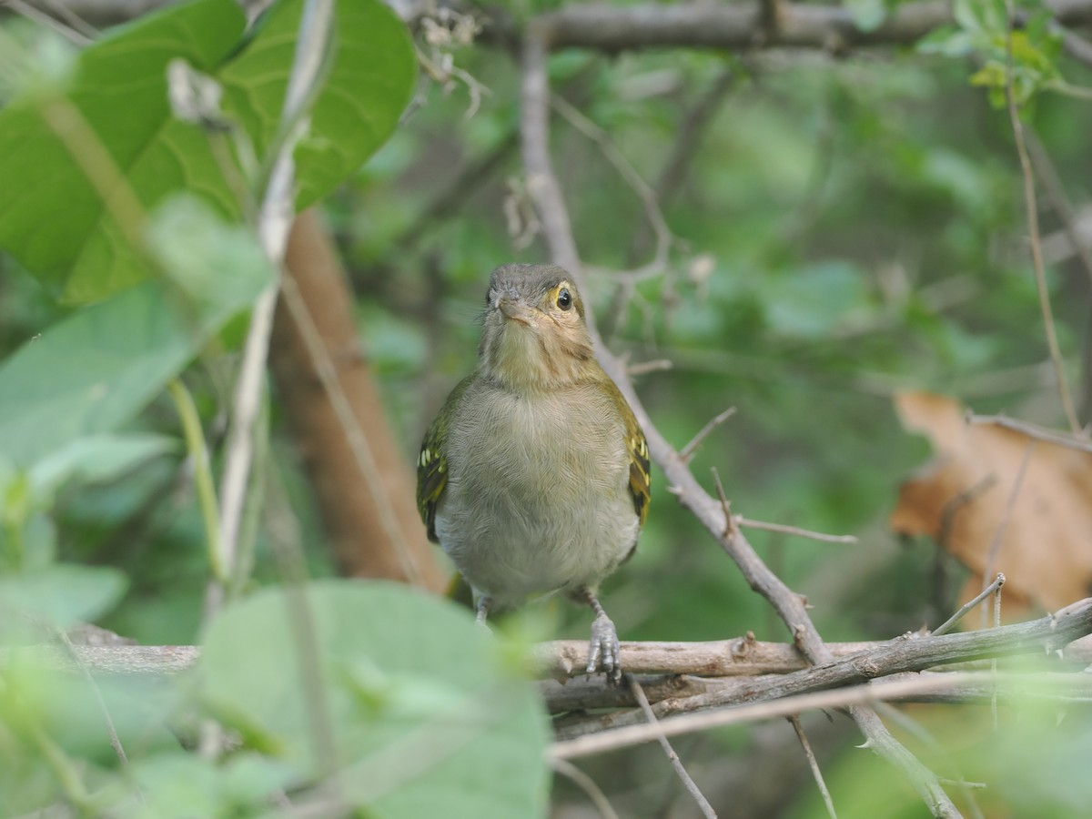 Braunkopf-Tropfenvogel - ML647087351
