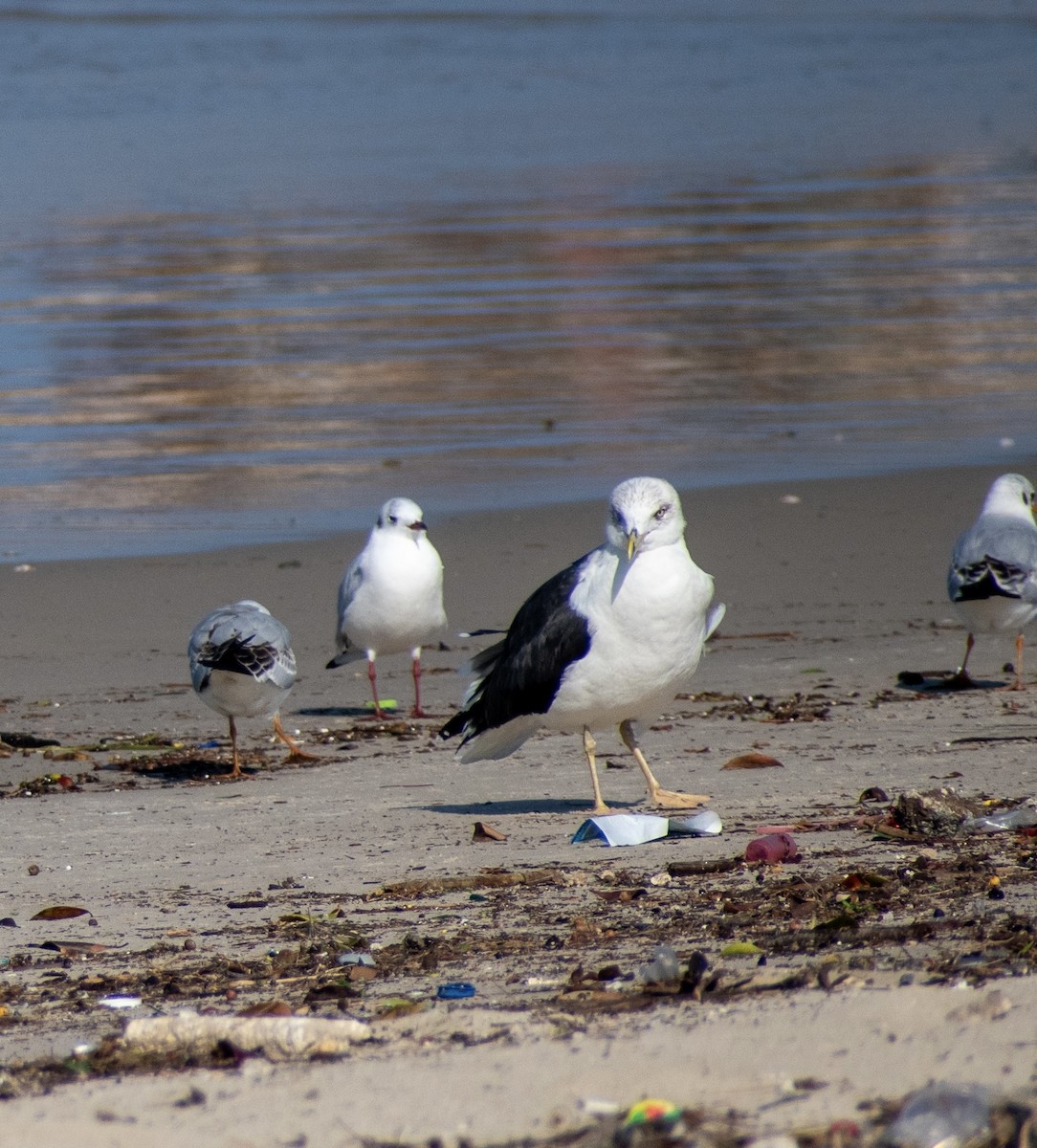 Lesser Black-backed Gull (Steppe) - ML647087354