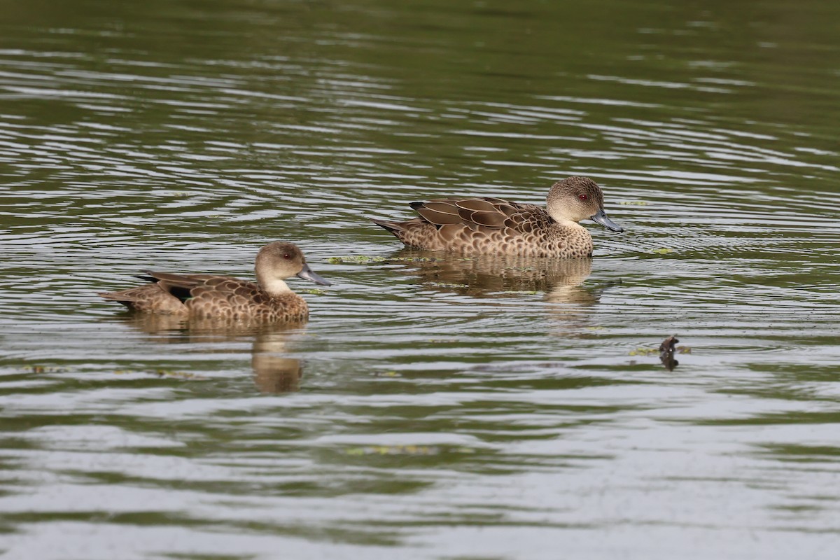 Gray Teal - ML647087358