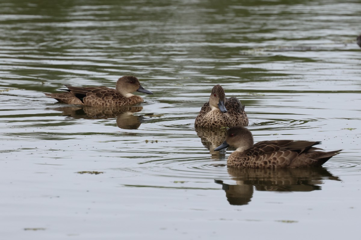 Gray Teal - ML647087360