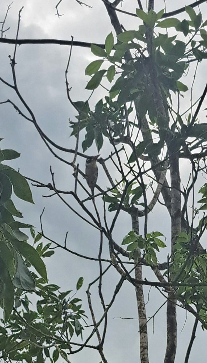White-eared Puffbird - ML647087361