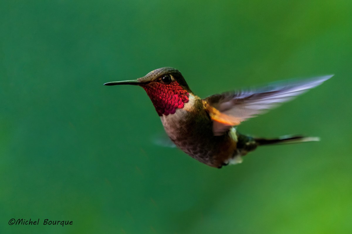 Magenta-throated Woodstar - ML647087362