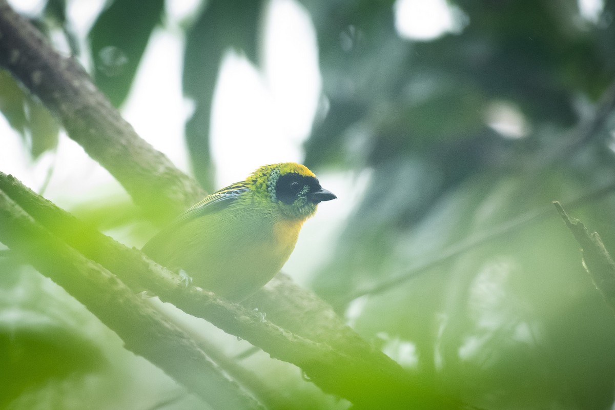 Green-and-gold Tanager - ML647087370