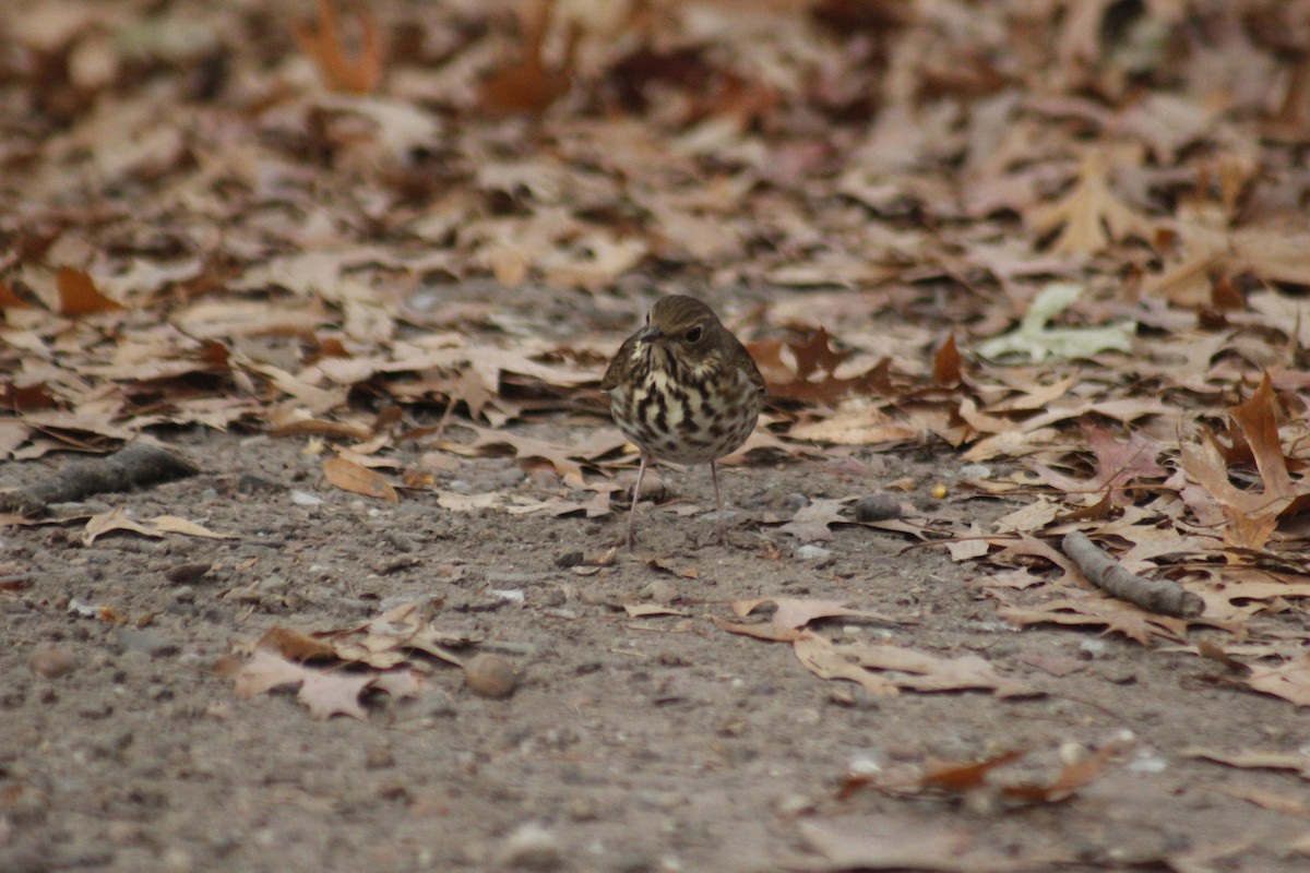 Hermit Thrush - ML647087383