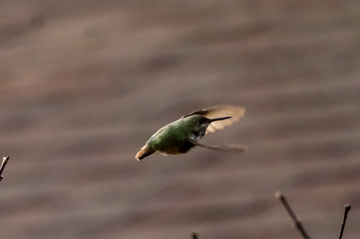 Calliope Hummingbird - ML647087386