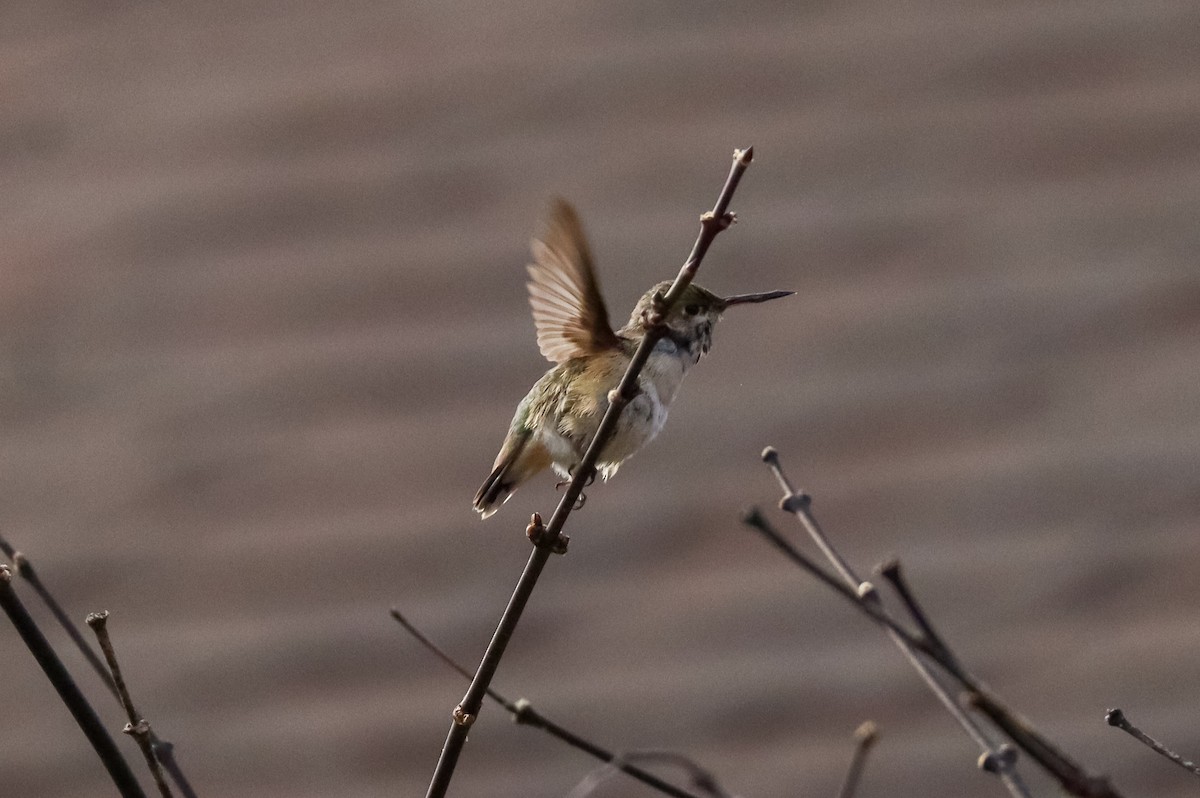 Calliope Hummingbird - ML647087387