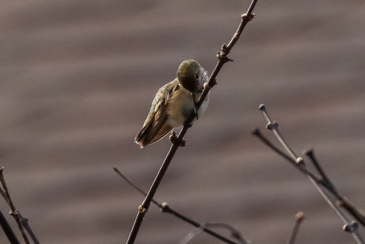 Calliope Hummingbird - ML647087388