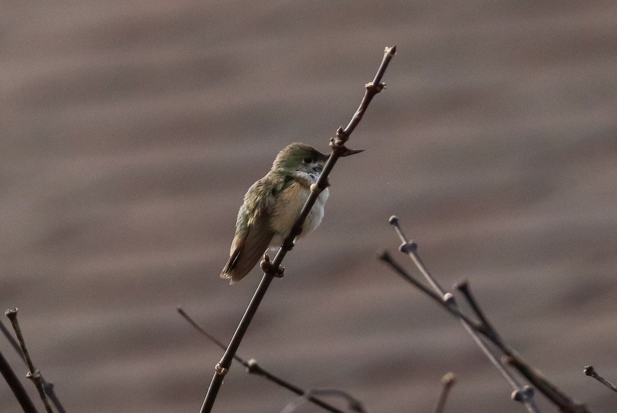 Calliope Hummingbird - ML647087389