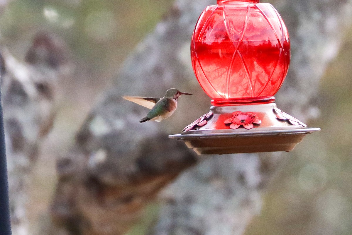 Calliope Hummingbird - ML647087390