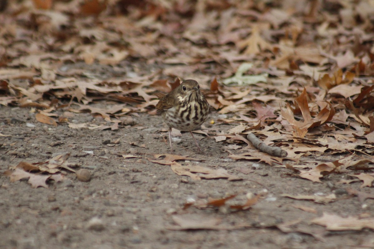 Hermit Thrush - ML647087392