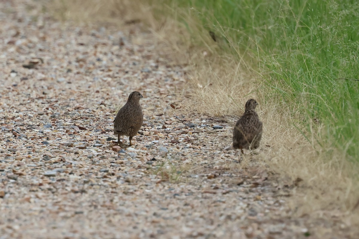 Перепілка бура - ML647087395
