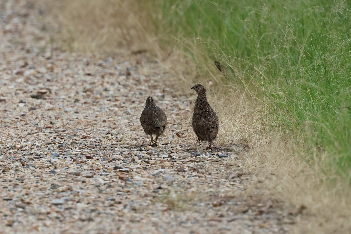Перепілка бура - ML647087396