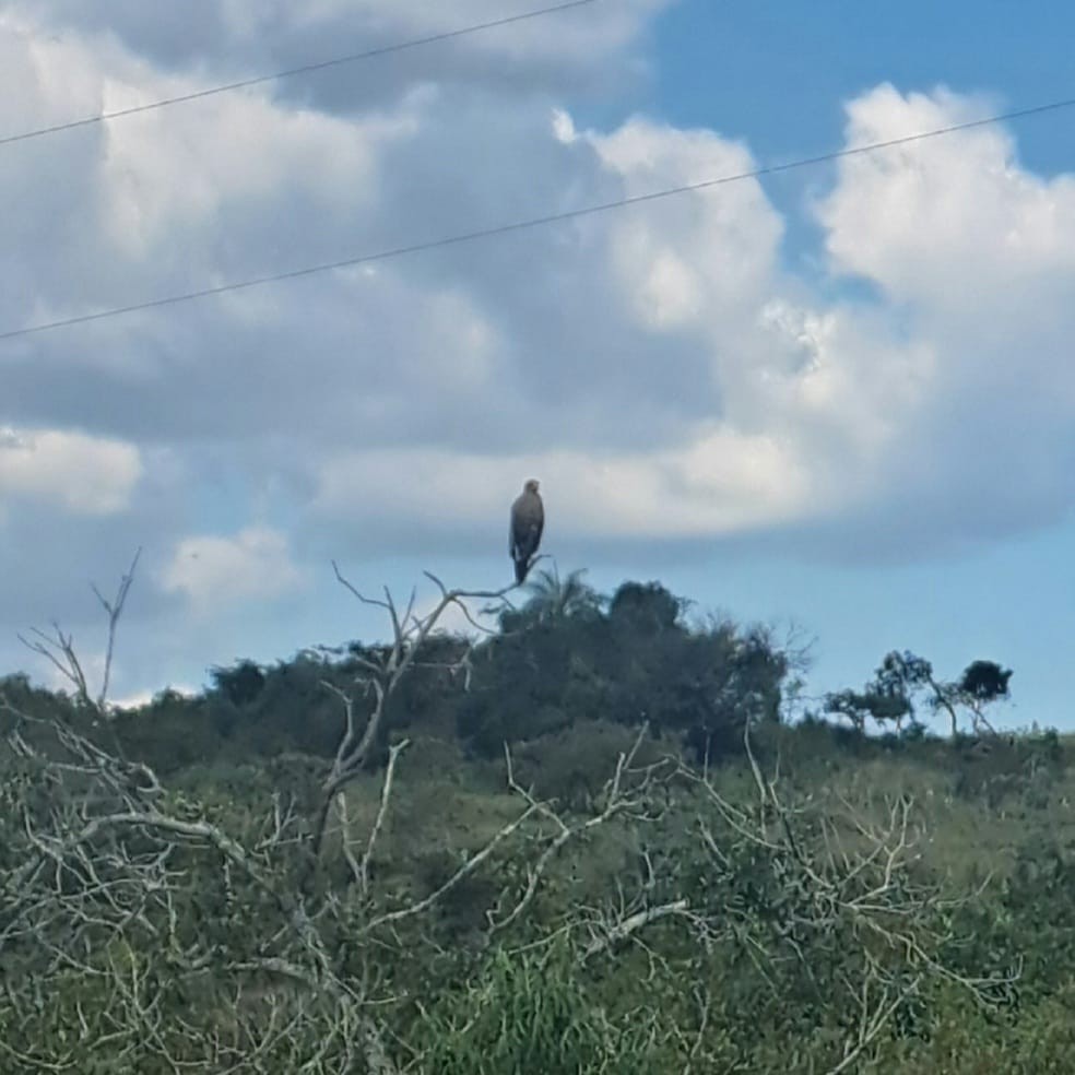 Otlak Şahini - ML647087400