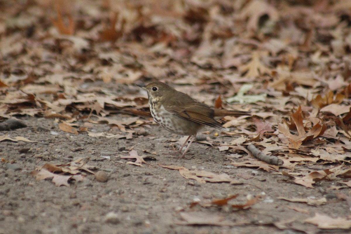 Hermit Thrush - ML647087401