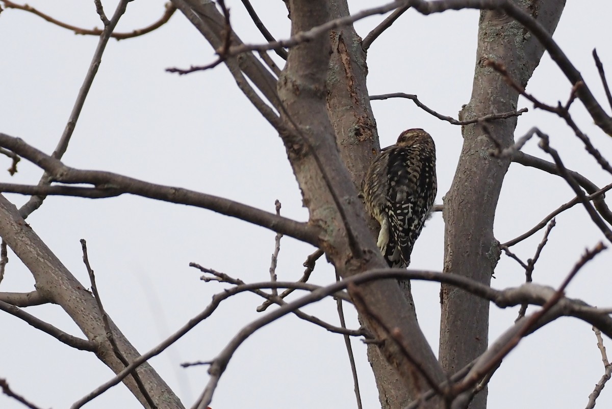 datel rudohrdlý - ML647087402