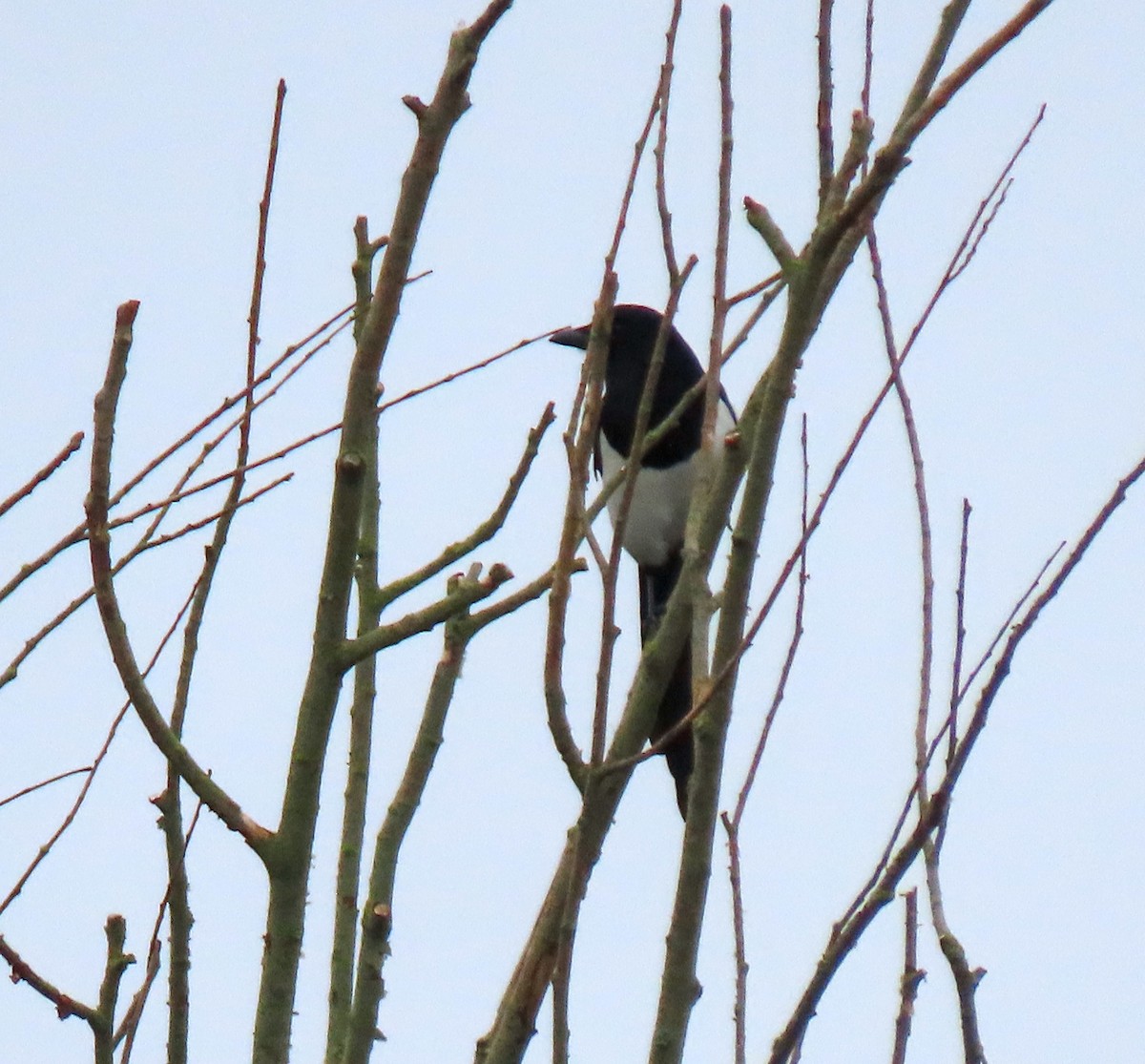 Eurasian Magpie - ML647087408
