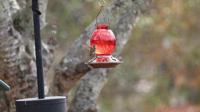 Calliope Hummingbird - ML647087410