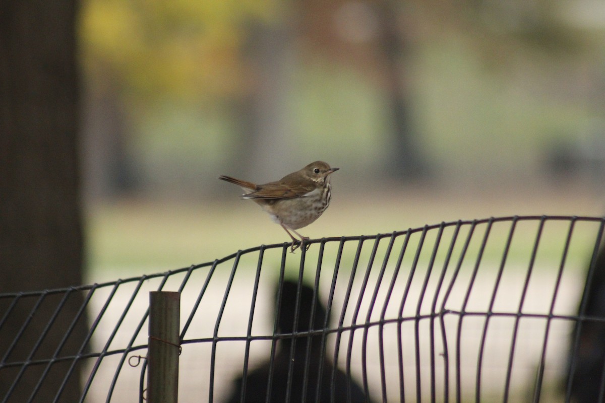 Hermit Thrush - ML647087414